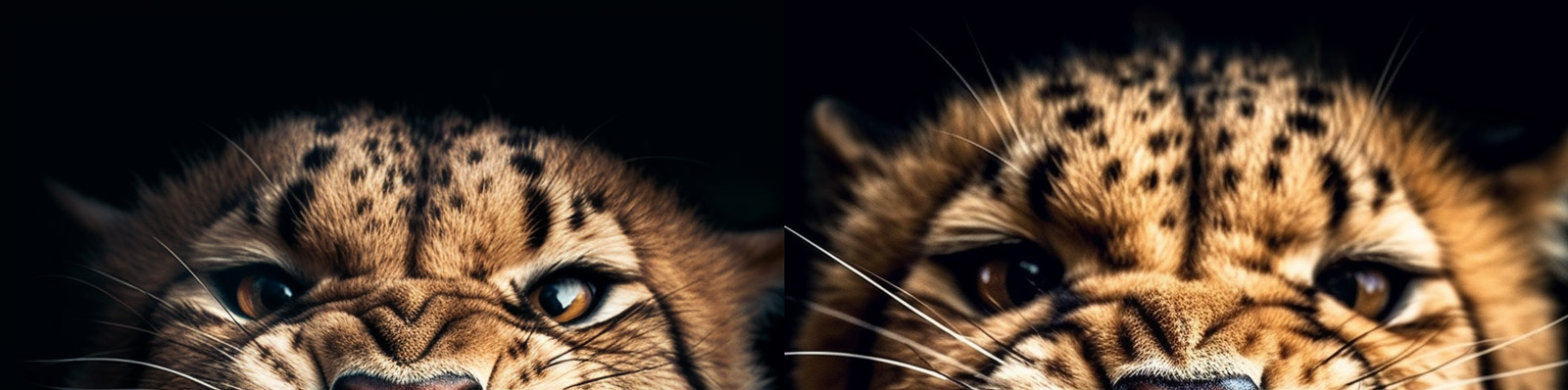 愤怒的猎豹摄影midjourney关键词