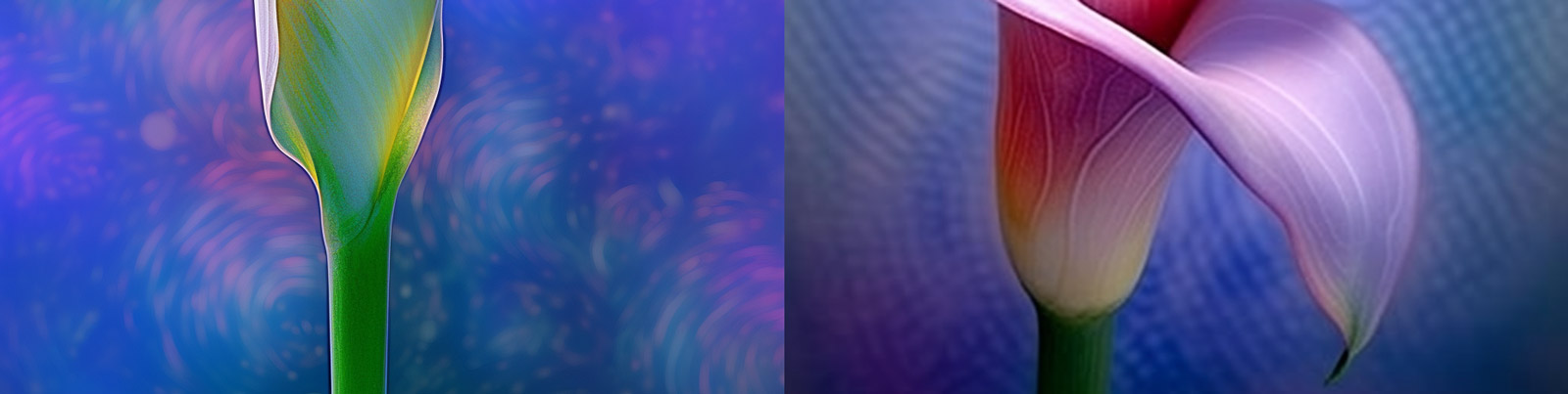 薰衣草马蹄莲特写Midjourney咒语