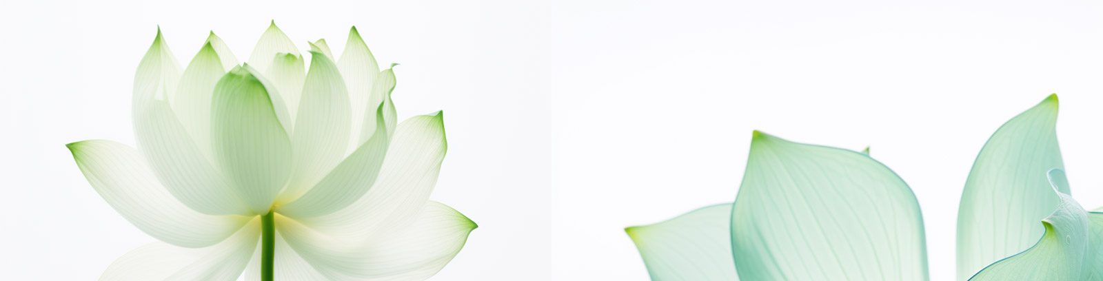 半透明艺术荷花特写Midjourney关键词