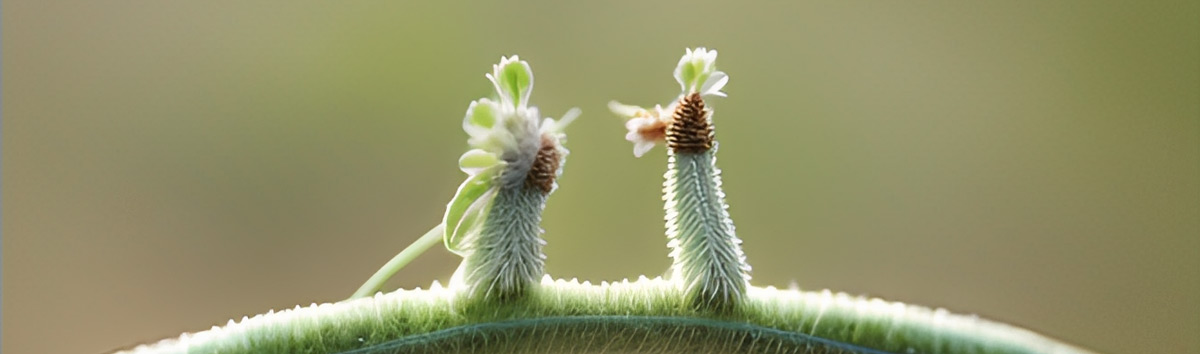 牛郎与织女相逢日，浪漫七夕情人节ai创意海报，参赛作品