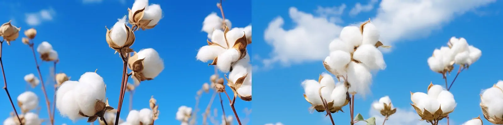 自然田野植物农作物棉花长绒棉蓝天白云景观艺术摄影海报Midjourney关键词咒语分享