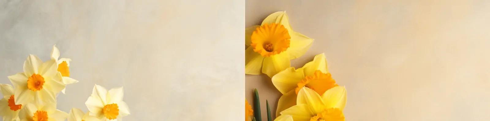 创意复古唯美黄色水仙花鲜花植物高清艺术摄影壁纸海报背景midjourney关键词咒语