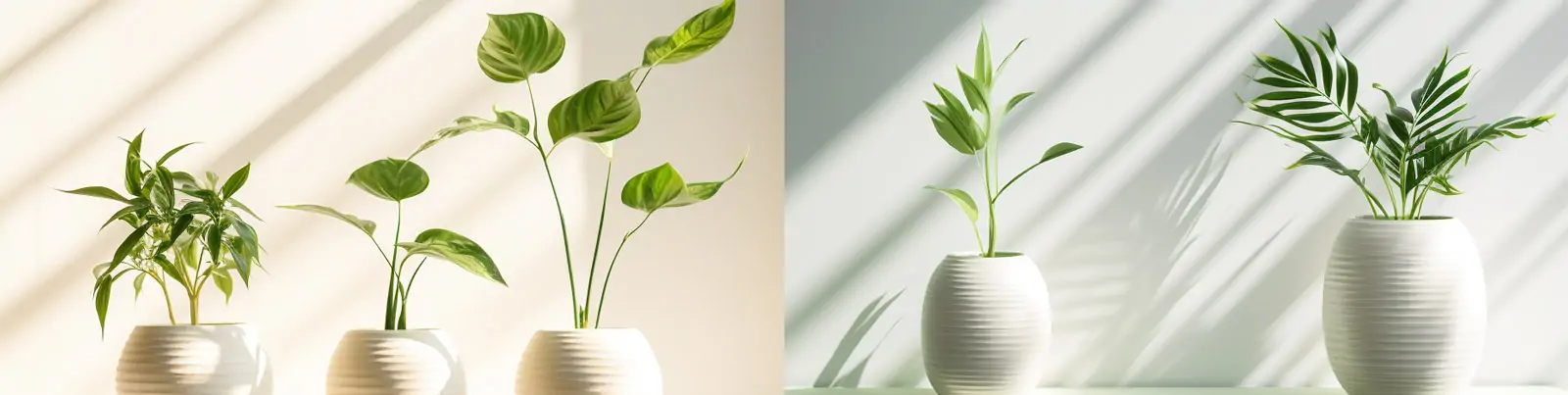 日式极简主义阳光花架白色陶瓷花盆绿色植物光影艺术摄影海报Midjourney关键词咒语