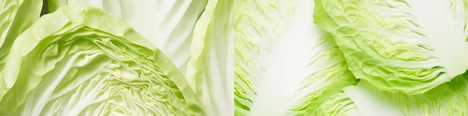 新鲜蔬菜大白菜卷心菜侧面切面电商生鲜产品摄影广告海报背景midjourney关键词咒语分享