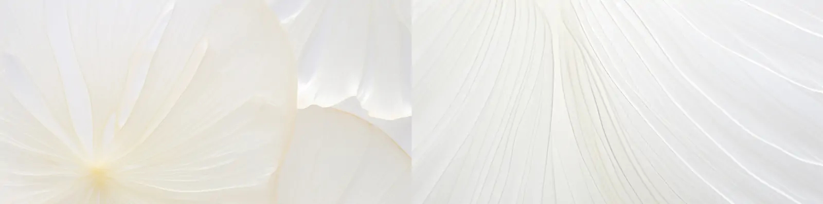 超薄透明洋葱片侧面切片纹理电商生鲜蔬菜产品摄影广告海报背景midjourney关键词咒语