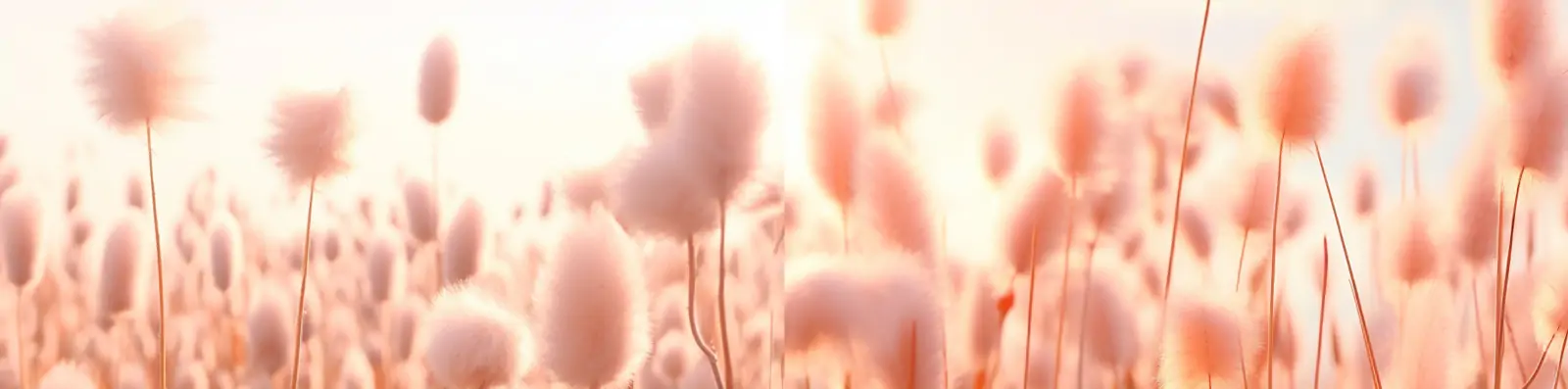 温馨浪漫田野柔和桃红色植物蓬松柔软艺术逼真照片海报背景midjourney关键词咒语分享